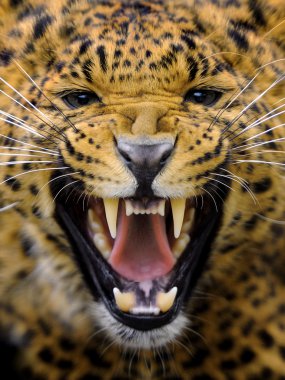 leopar