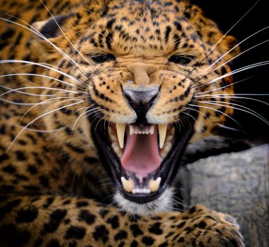leopar