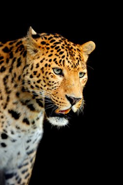 leopar