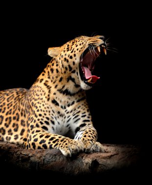 leopar