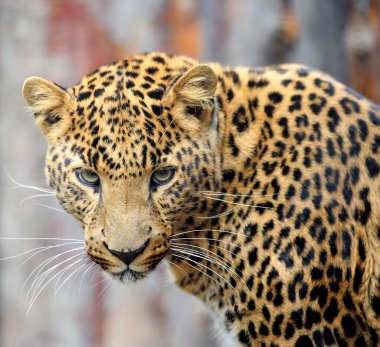 leopar