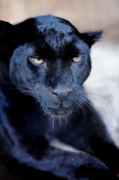 Leopardo negro — Fotografia de Stock