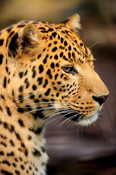 Leopard — Stockfoto