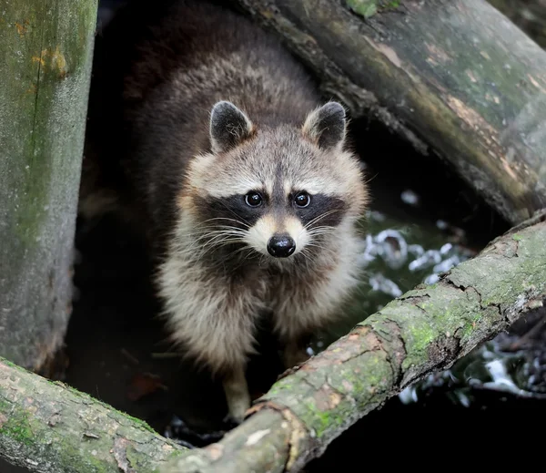 Raton laveur dans la forêt — Photo