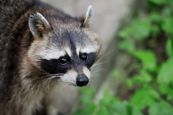 Raccoon in the forest — Stock Photo, Image