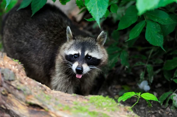 Raccoon in the forest — Stock Photo, Image