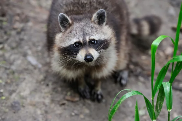 Raccoon in het forest — Stockfoto