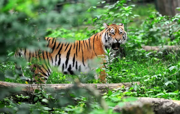 Tigre — Fotografia de Stock