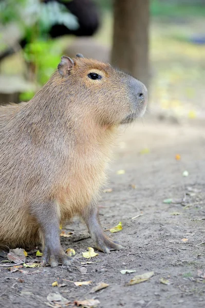 Capibara — Stockfoto