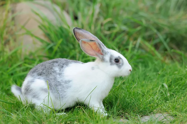 Králík — Stock fotografie