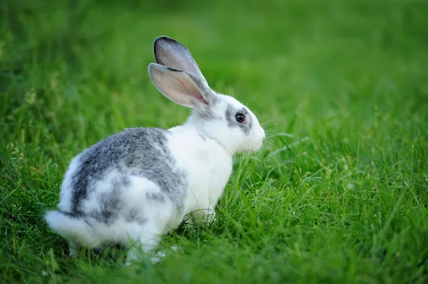 Kaninchen — Stockfoto