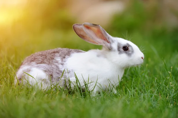 Conejo — Foto de Stock