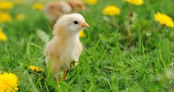 Pollito — Foto de Stock