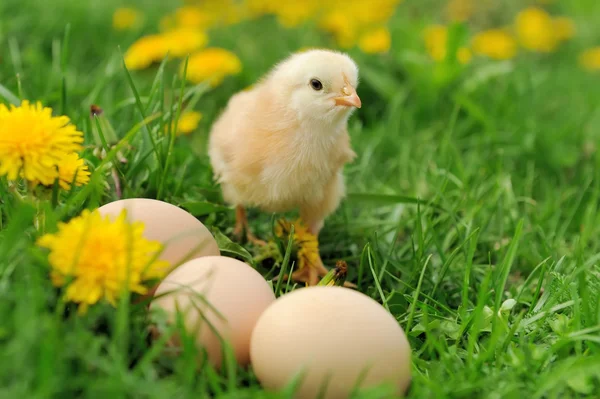 Little chicken — Stock Photo, Image