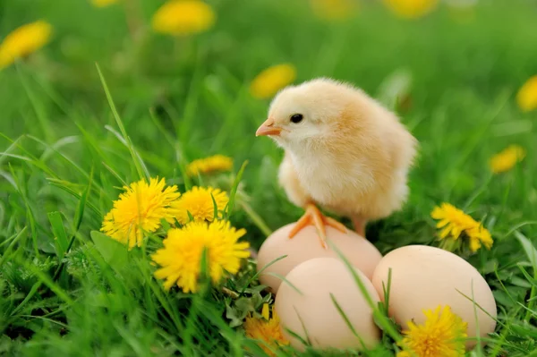 Little chicken — Stock Photo, Image