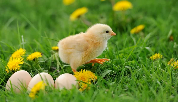 Pollito — Foto de Stock