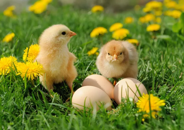 Hühnchen — Stockfoto