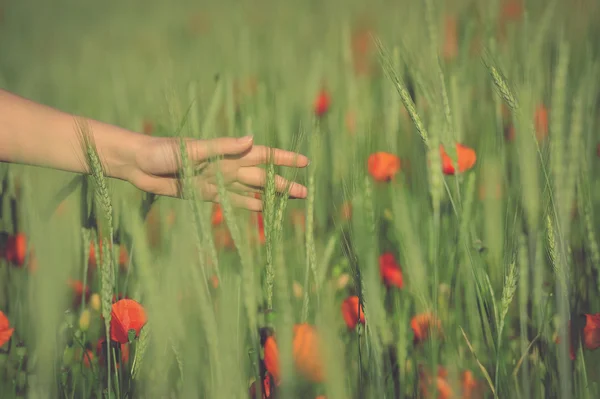 Молодая женщина ходит в зеленом пшеничном поле рука крупным планом — стоковое фото