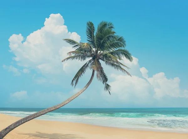 Palma y playa — Foto de Stock