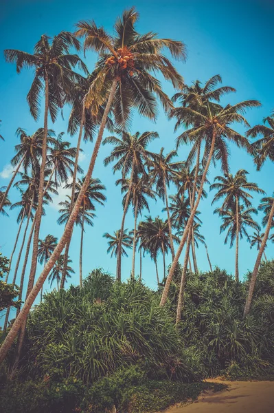 Tropischer Strand — Stockfoto