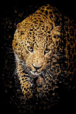Leopar in birçok fotoğraflarını