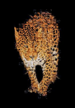 Leopar in birçok fotoğraflarını