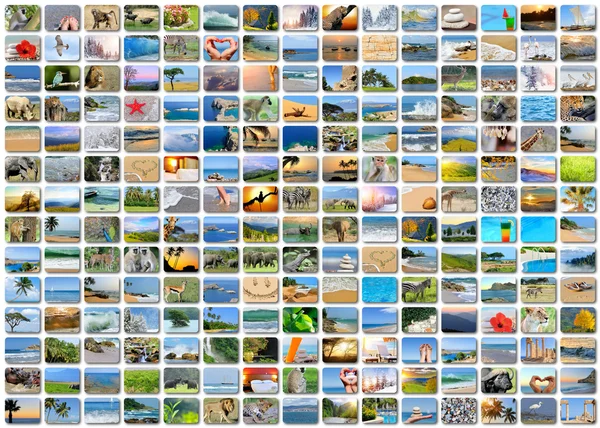 Příroda foto (zvíře, krajina, pláž) — Stock fotografie