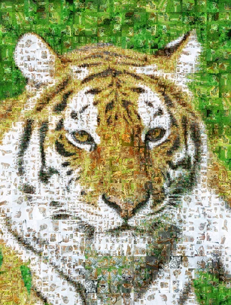 Wiele zdjęć tygrysa — Zdjęcie stockowe