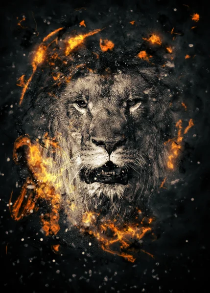 Lion — Stock Photo, Image