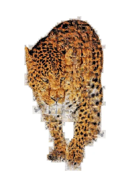 Molte fotografie di leopardo — Foto Stock