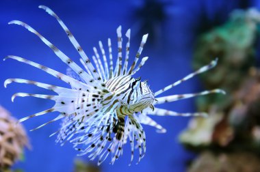 Kırmızı lionfish