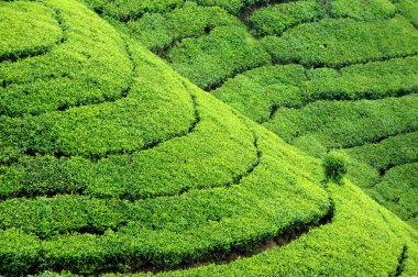 Çay plantasyon highlands
