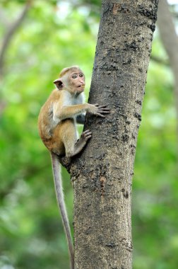 maymun yaşayan doğada