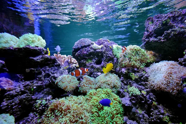 Scena subacquea — Foto Stock