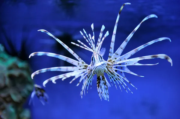 Lionfish — Stock Photo, Image