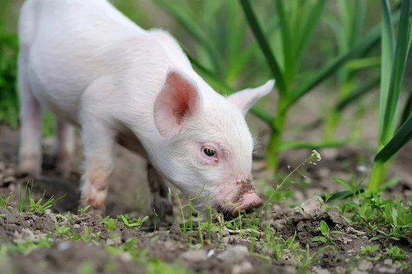 Porcelet à la ferme — Photo