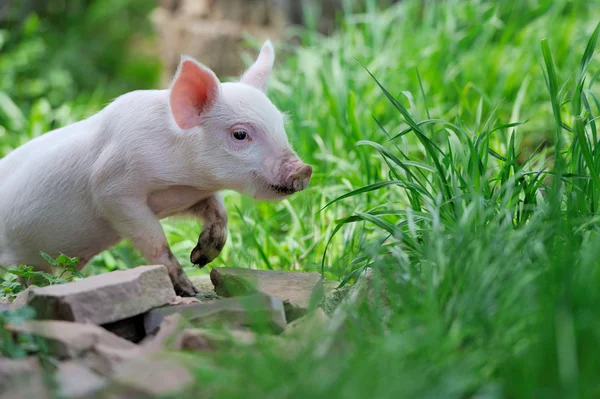 Cerdito en la granja — Foto de Stock