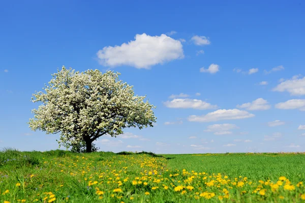 Blossoming tree in spring — Stock Photo, Image