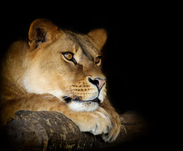 Lion sur sombre — Photo