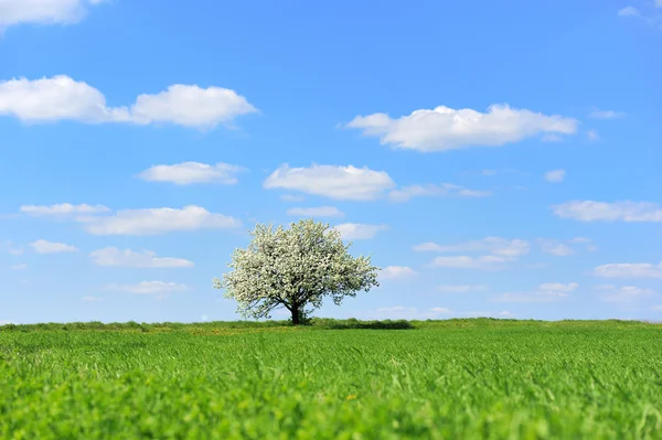 Blossoming tree in spring — Stock Photo, Image