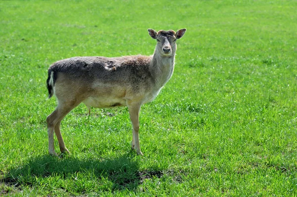 Deer — Stock Photo, Image