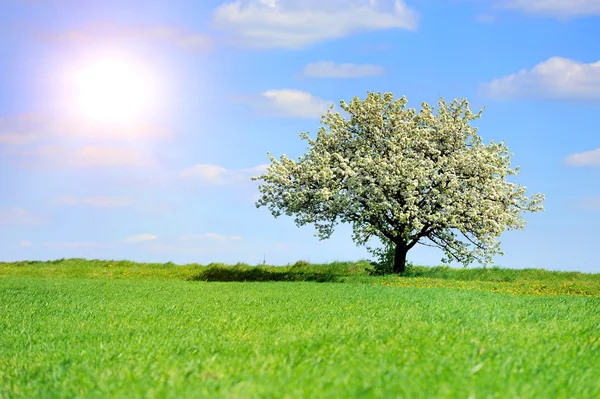 Árvore na primavera — Fotografia de Stock