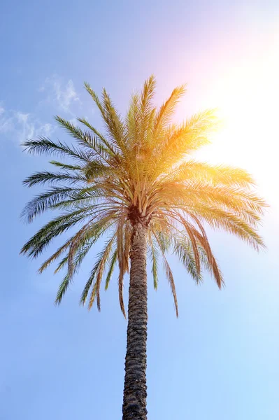 Palm tree — Stock Photo, Image