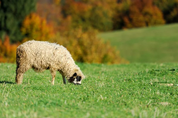 Nyáj birka őszi mező — Stock Fotó