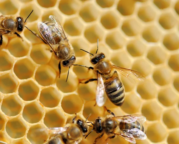 Bienen auf Honigzellen — Stockfoto