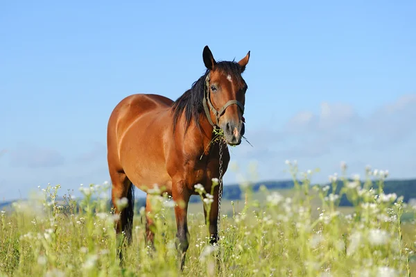 Cavalo — Fotografia de Stock