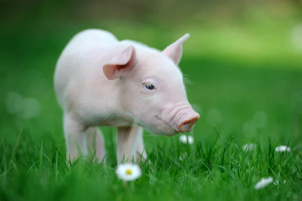 Cerdito. — Foto de Stock