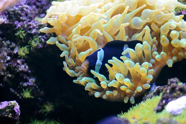 Underwater scene — Stock Photo, Image