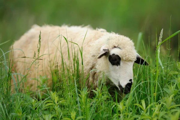 Стадо овец на летнем поле — стоковое фото