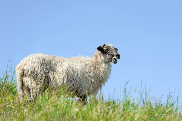 Får — Stockfoto